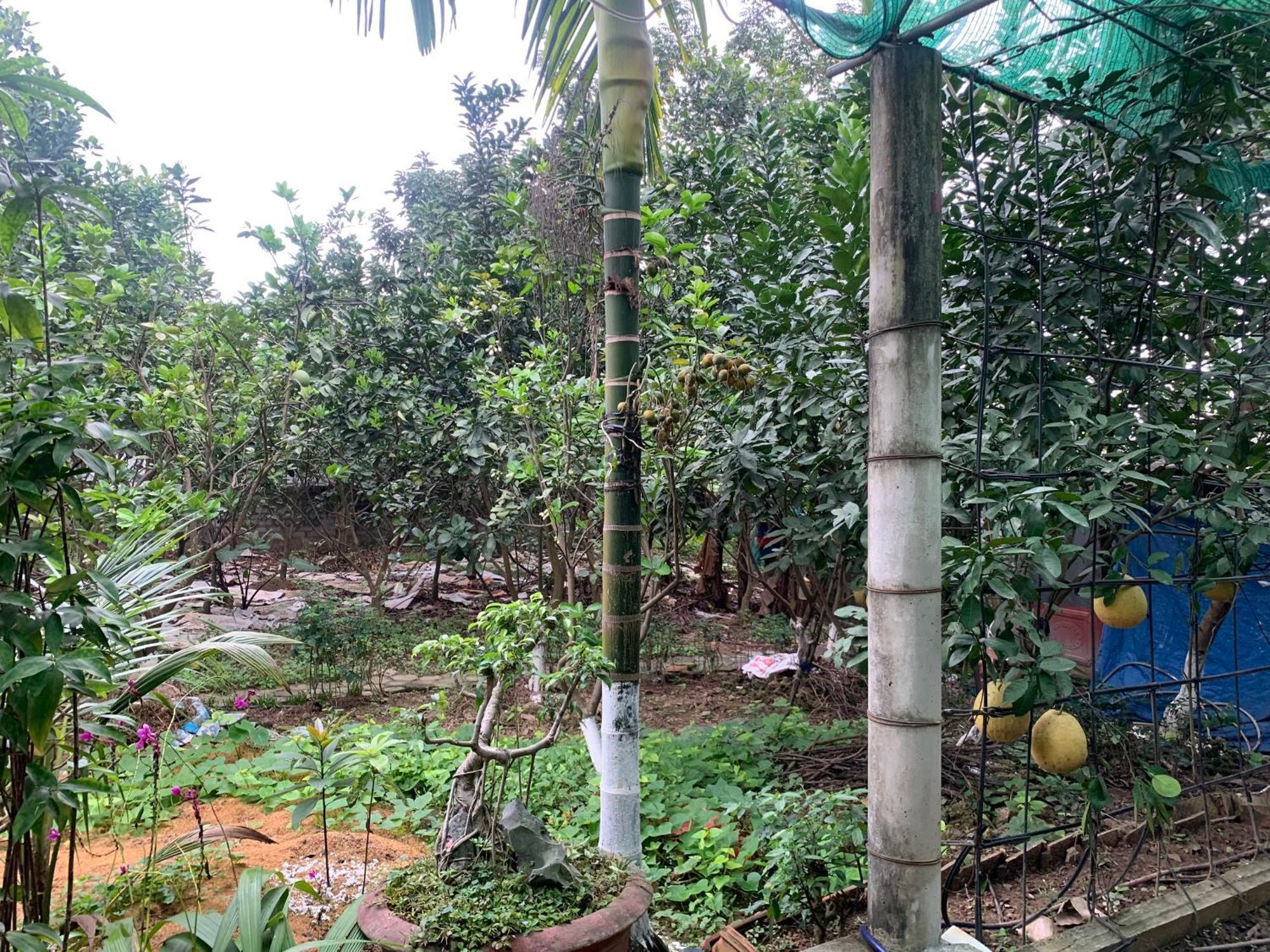 Tre Xanh Homestay Ninh Bình Exteriör bild
